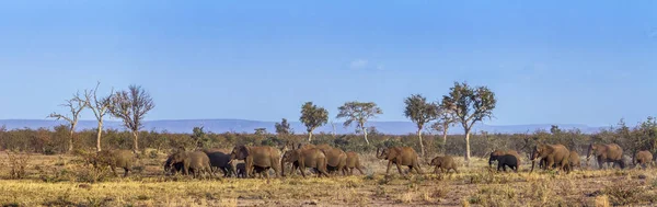 Elefante cespuglio africano nel parco nazionale di Kruger, Sud Africa — Foto Stock