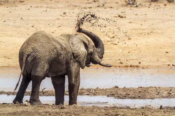 Afrikai elefánt Kruger Nemzeti park, Dél-afrikai Köztársaság — Stock Fotó