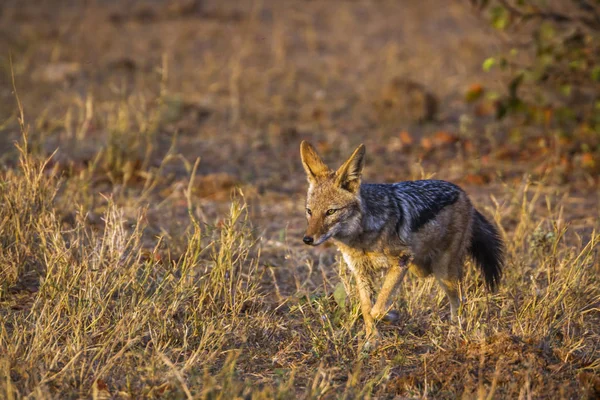 Black-backed jackal in Kruger National park, South Africa — Stock Photo, Image