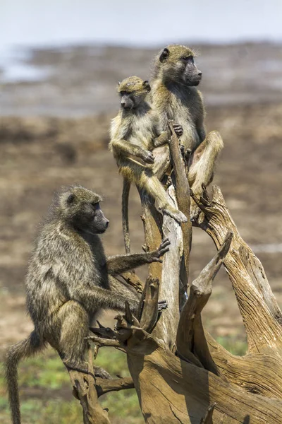 Chacma babouin dans le parc national Kruger, Afrique du Sud — Photo