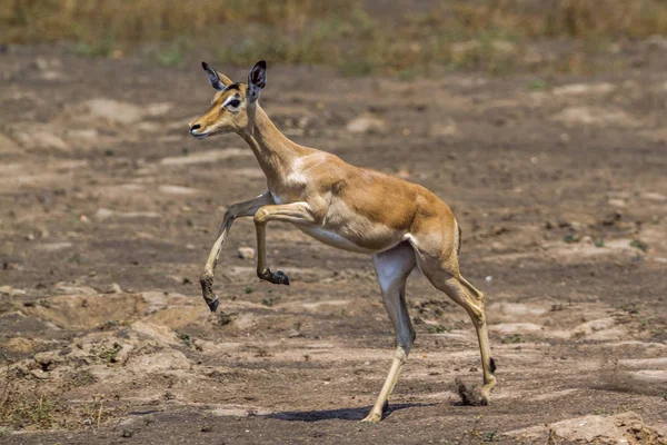 Impala wspólne w Kruger National park, Afryka Południowa — Zdjęcie stockowe