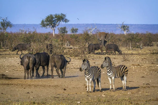 Zebra stepowa w Kruger National park, Afryka Południowa — Zdjęcie stockowe