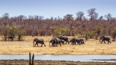 Afrika bush fil Kruger National park, Güney Afrika