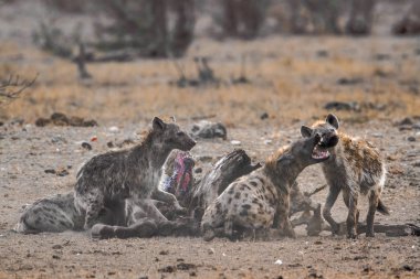 Benekli hyaena Kruger National park, Güney Afrika