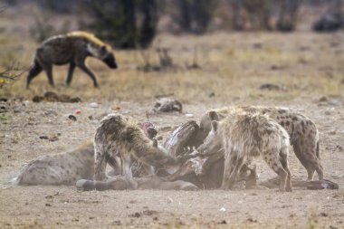 Benekli hyaena Kruger National park, Güney Afrika