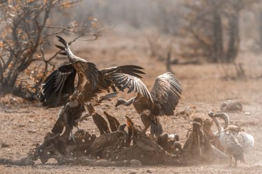 Ak sırtlı akbaba ve sarkık şey karşı karşıya akbaba Kruger ulusal