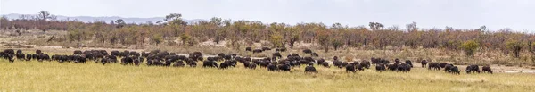 African buffalo in Kruger National park, South Africa — Stock Photo, Image