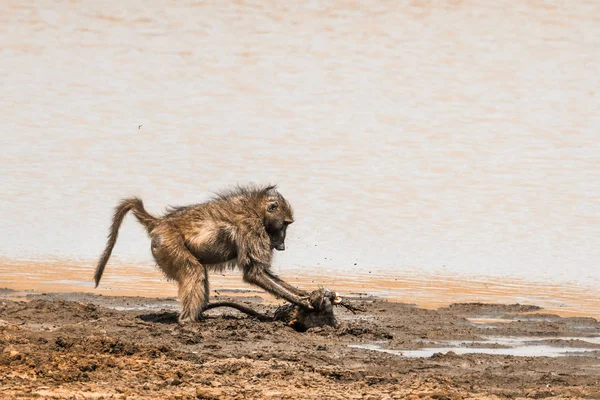 Chacma baboon in Kruger National park, South Africa — Stock Photo, Image