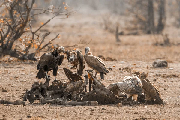 White-backed gier en eikenblad-faced Vulture in Kruger nationale — Stockfoto