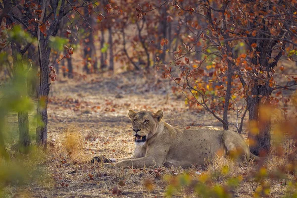 Lion d'Afrique dans le parc national de Kruger, Afrique du Sud — Photo