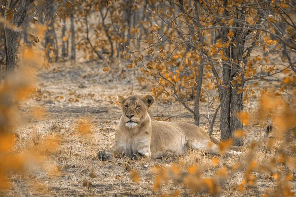 クルーガー国立公園、南アフリカ共和国のアフリカのライオン — ストック写真