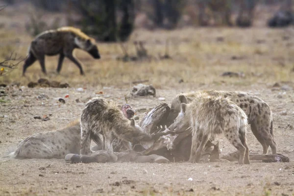 Gevlekte hyaena in Kruger National park, Zuid-Afrika — Stockfoto