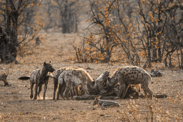 Gevlekte hyaena en Black-backed jakhals in Kruger National park, — Stockfoto