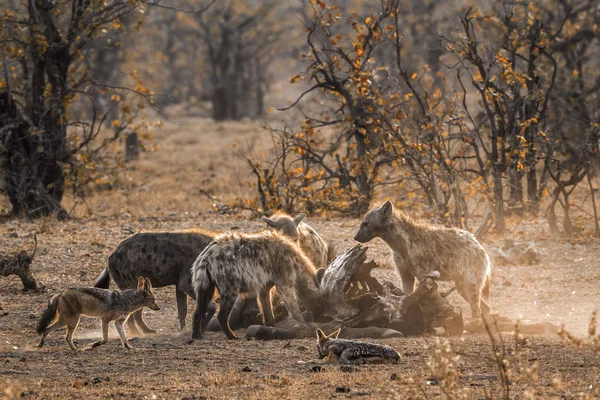 Benekli hyaena ve kara sırtlı çakal Kruger National park, — Stok fotoğraf