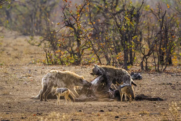 Gevlekte hyaena en Black-backed jakhals in Kruger National park, — Stockfoto