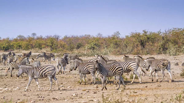 Alföldi zebra Kruger Nemzeti park, Dél-afrikai Köztársaság — Stock Fotó