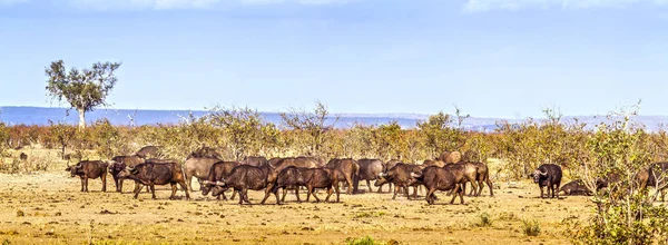 Kafferbuffel in Kruger National park, Zuid-Afrika — Stockfoto