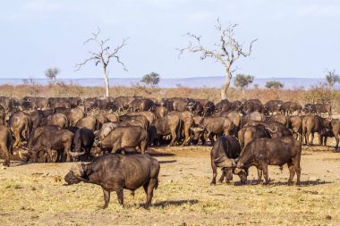 Afrika manda Kruger National park, Güney Afrika