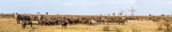 Elefante arbusto africano no Parque Nacional Kruger, África do Sul — Fotografia de Stock