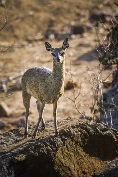 Koziołek skalny w Kruger National park, Afryka Południowa — Zdjęcie stockowe