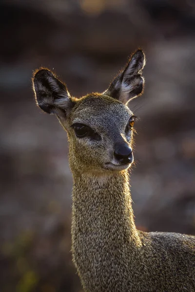 Koziołek skalny w Kruger National park, Afryka Południowa — Zdjęcie stockowe