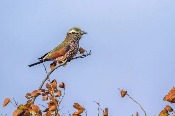 Rufous-crowned Roller in Kruger National park, South Africa — Stock Photo, Image