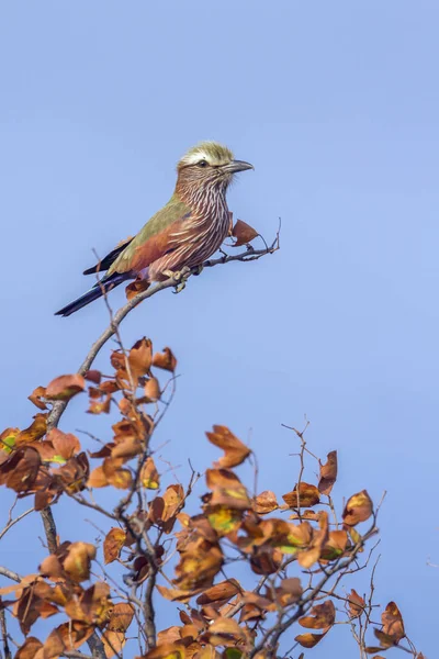 Rödstjärtad-krönade Roller i Kruger National park, Sydafrika — Stockfoto