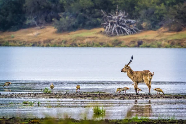 일반적인 Waterbuck 남아프리카 공화국 크루 거 국립 공원 — 스톡 사진