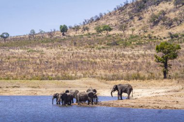 Afrika bush fil Kruger National park, Güney Afrika