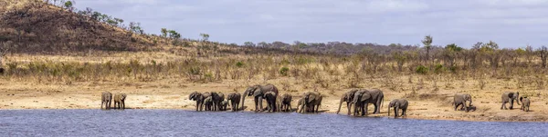 Slon africký v Kruger National park, Jihoafrická republika — Stock fotografie