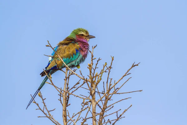 Rolo de peito lilás no Parque Nacional Kruger, África do Sul — Fotografia de Stock