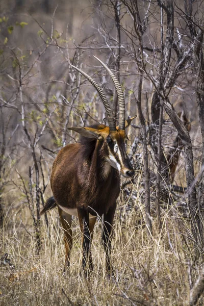 Sable antílope em Kruger National Park, África do Sul — Fotografia de Stock