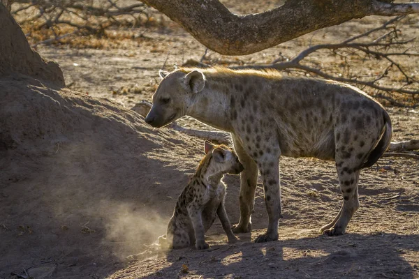 Gevlekte hyaena in Kruger National park, Zuid-Afrika — Stockfoto