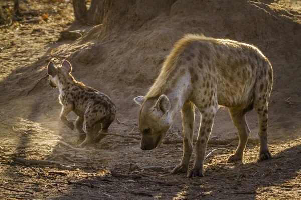 Hiena manchada en el Parque Nacional Kruger, Sudáfrica —  Fotos de Stock