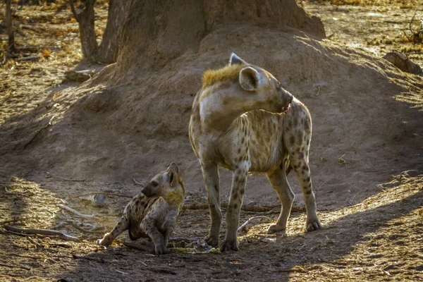 Spotted hyaena στο εθνικό πάρκο Κρούγκερ, Νότια Αφρική — Φωτογραφία Αρχείου