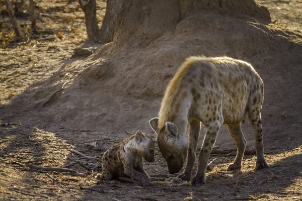 Hiena manchada en el Parque Nacional Kruger, Sudáfrica —  Fotos de Stock