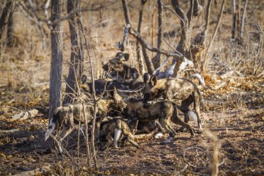 Afrika yaban köpeği Kruger National park, Güney Afrika