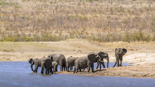 Słoń afrykański leśny w Kruger National park, Afryka Południowa — Zdjęcie stockowe