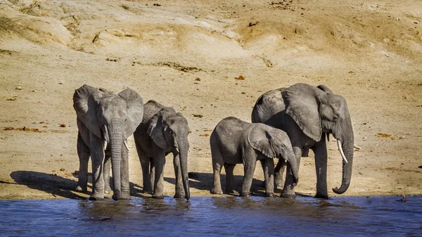 Afrikaanse bush elephant in Kruger National park, Zuid-Afrika — Stockfoto