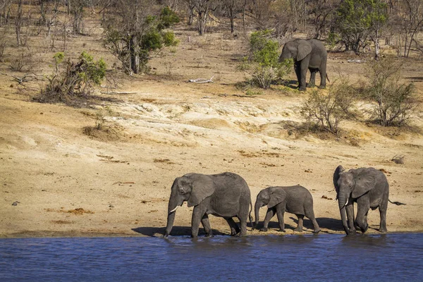 African bush elephant in Kruger National park, South Africa