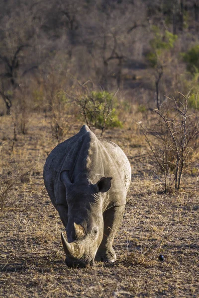 Südliches Breitmaulnashorn im Kruger Nationalpark, Südafrika — Stockfoto