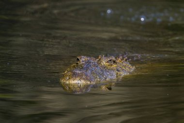 Nil timsahı Kruger National park, Güney Afrika