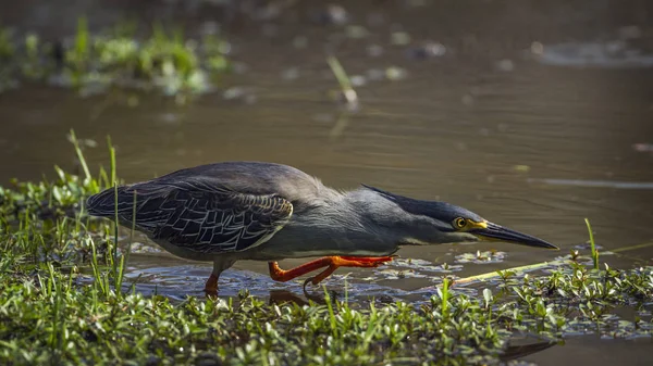 Czapla Zielona backed w Kruger National park, Afryka Południowa — Zdjęcie stockowe