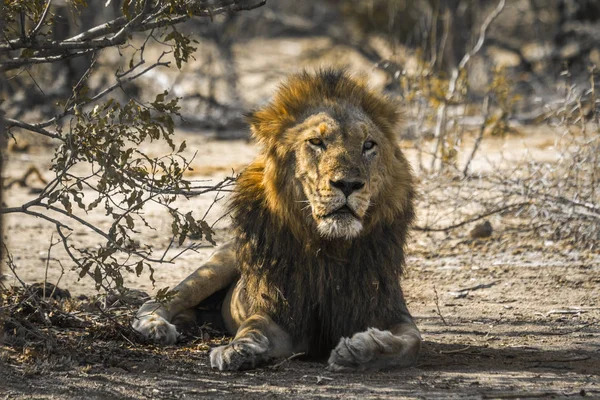 Afrikai oroszlán Kruger Nemzeti park, Dél-afrikai Köztársaság — Stock Fotó