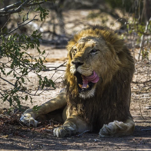 Afrikai oroszlán Kruger Nemzeti park, Dél-afrikai Köztársaság — Stock Fotó