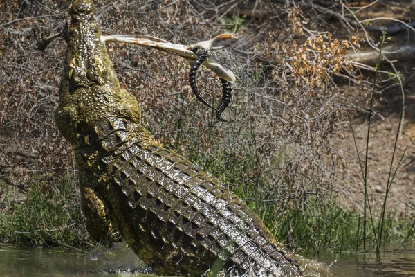 Crocodilo do Nilo no Parque Nacional Kruger, África do Sul — Fotografia de Stock