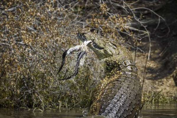 Nil timsahı Kruger National park, Güney Afrika — Stok fotoğraf