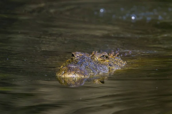 Crocodilo do Nilo no Parque Nacional Kruger, África do Sul — Fotografia de Stock