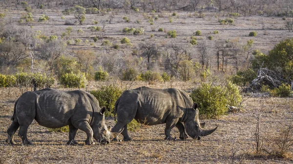 Södra vit noshörning i Kruger National park, Sydafrika — Stockfoto