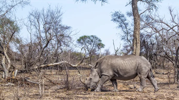 Güney beyaz gergedan Kruger National park, Güney Afrika